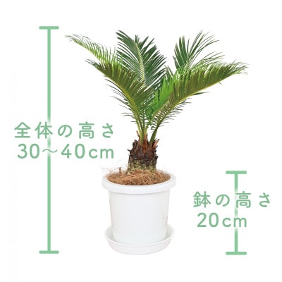【観葉植物】ソテツ30cm～40cm(016-1431)