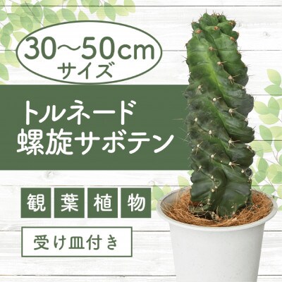 観葉植物】トルネード螺旋サボテン30cm～50cm(130-1442) | 鹿児島県 