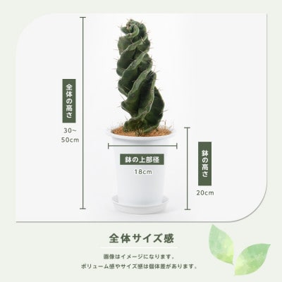 【観葉植物】トルネード螺旋サボテン30cm～50cm(130-1442)