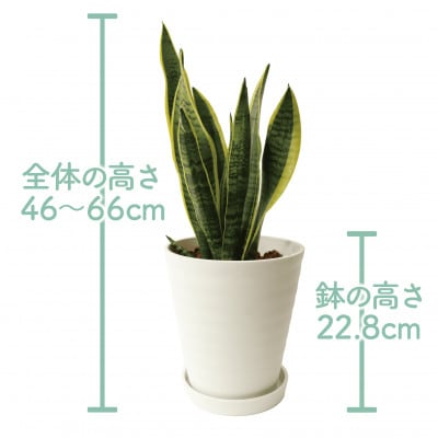 【観葉植物】サンスベリア・ローレンティー 46cm～66cm(014-1678)