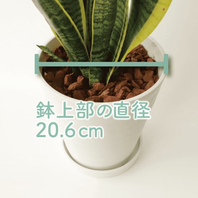 【観葉植物】サンスベリア・ローレンティー 46cm～66cm(014-1678)