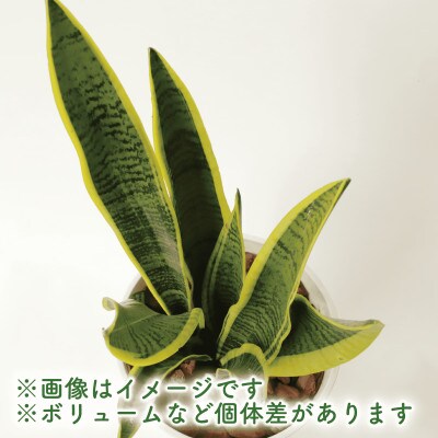 【観葉植物】サンスベリア・ローレンティー 46cm～66cm(014-1678)