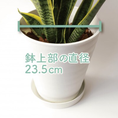 【観葉植物】サンスベリア・ローレンティー 47cm～67cm(016-1679)