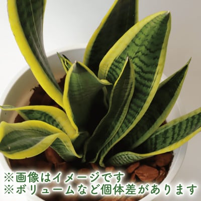 【観葉植物】サンスベリア・ローレンティー 47cm～67cm(016-1679)