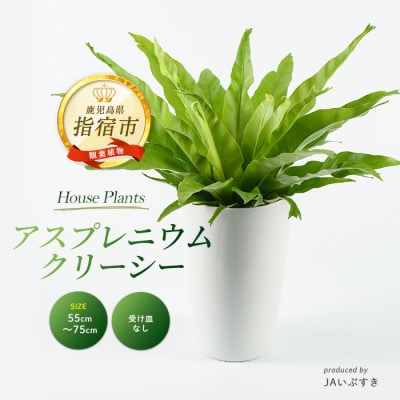 【観葉植物】アスプレニウム・クリーシー 55cm～75cm(014-1863)
