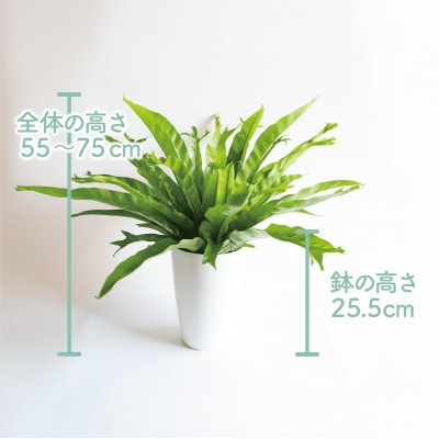 【観葉植物】アスプレニウム・クリーシー 55cm～75cm(014-1863)