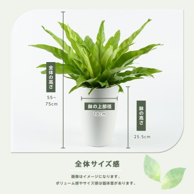 【観葉植物】アスプレニウム・クリーシー 55cm～75cm(014-1863)