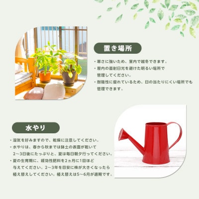 【観葉植物】アスプレニウム・クリーシー 55cm～75cm(014-1863)