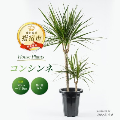 【観葉植物】コンシンネ90cm～110cm(014-1864)