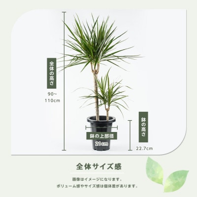 【観葉植物】コンシンネ90cm～110cm(014-1864)