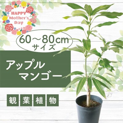 【母の日ギフト】アップルマンゴー苗木6号ポット(アーウィン種)3～4年生苗(030-1362m)