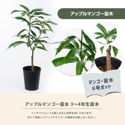 【父の日ギフト】アップルマンゴー苗木6号ポット(アーウィン種)3～4年生苗(030-1362f)