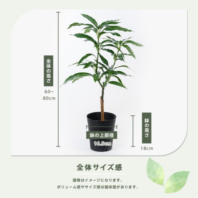 【父の日ギフト】アップルマンゴー苗木6号ポット(アーウィン種)3～4年生苗(030-1362f)