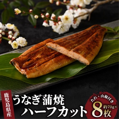 【鹿児島県産】うなぎ蒲焼じっくり焼きハーフカット約70g×8枚 化粧箱入り(031-1904)