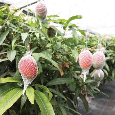 【2025年発送】鹿児島県指宿市産 完熟マンゴー 2玉(約1kg)(022-1781)
