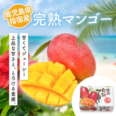 【2026年発送】鹿児島県指宿市産 完熟マンゴー 2玉(約1kg)(022-1781)