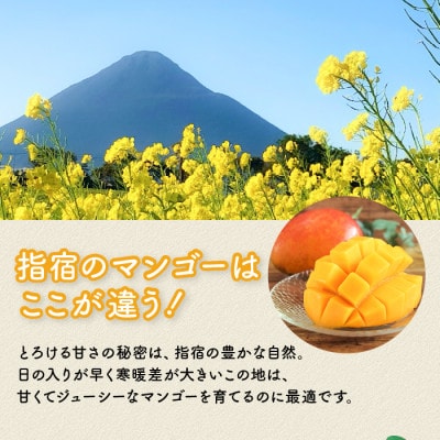 【2026年発送】鹿児島県指宿市産 完熟マンゴー 2玉(約1kg)(022-1781)