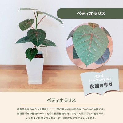 【観葉植物】ペティオラリス 60cm～80cm(018-1979)