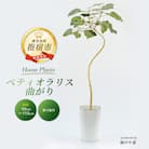 【観葉植物】ペティオラリス 曲がり 90cm～110cm(032-1980)