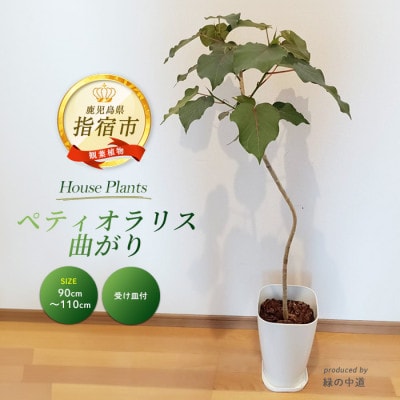 【観葉植物】ペティオラリス 曲がり 90cm～110cm(032-1980)
