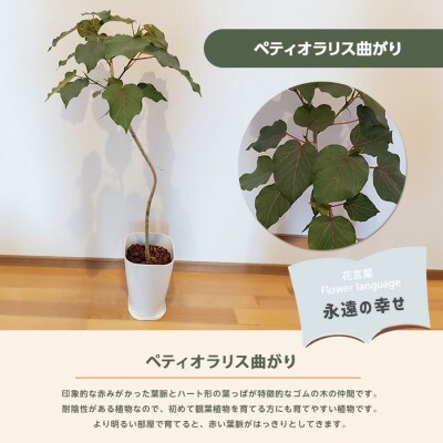 【観葉植物】ペティオラリス 曲がり 90cm～110cm(032-1980)