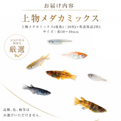 【温水育ち】上物メダカミックス20匹(IB148-001)