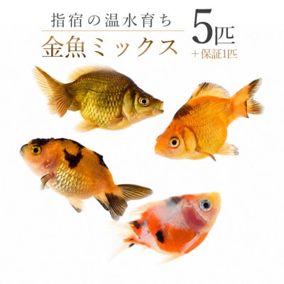 【温水育ち】金魚ミックス5匹(IB148-002)