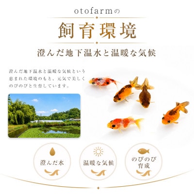 【温水育ち】金魚ミックス5匹(IB148-002)