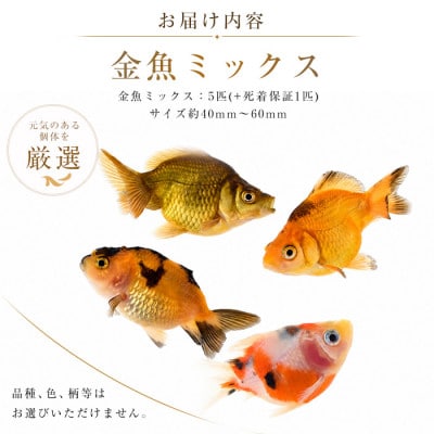 【温水育ち】金魚ミックス5匹(IB148-002)
