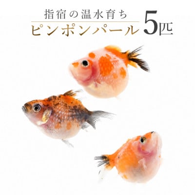 【温水育ち】ピンポンパール5匹(IB148-003)