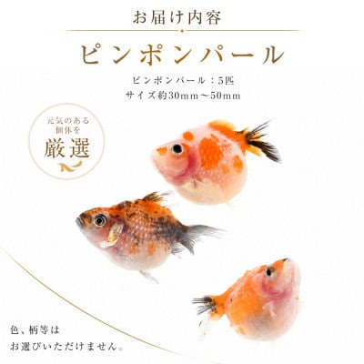 【温水育ち】ピンポンパール5匹(IB148-003)