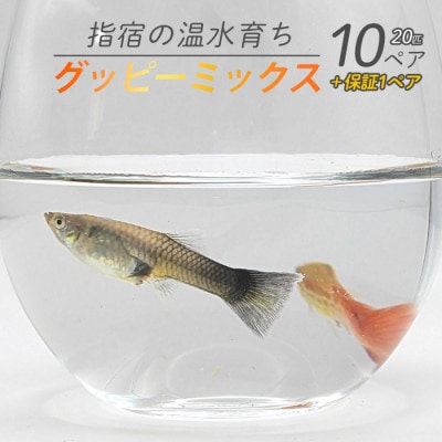 【温水育ち】グッピーミックス20匹(10ペア)(010-1961)