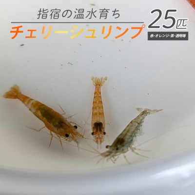 【温水育ち】チェリーシュリンプ(赤・オレンジ・茶・透明等)25匹(010-1962)