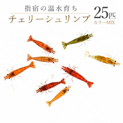 【温水育ち】チェリーシュリンプ(赤・オレンジ・茶・透明等)25匹(IB148-005)