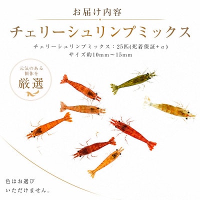 【温水育ち】チェリーシュリンプ(赤・オレンジ・茶・透明等)25匹(IB148-005)