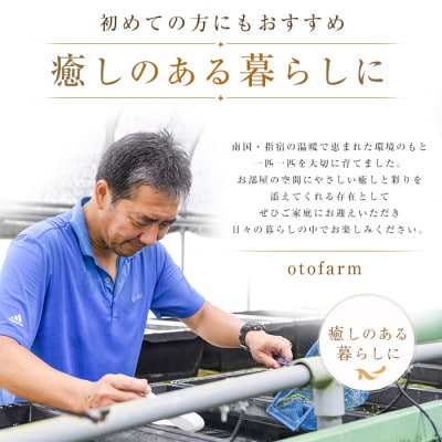 【温水育ち】チェリーシュリンプ(赤・オレンジ・茶・透明等)25匹(IB148-005)