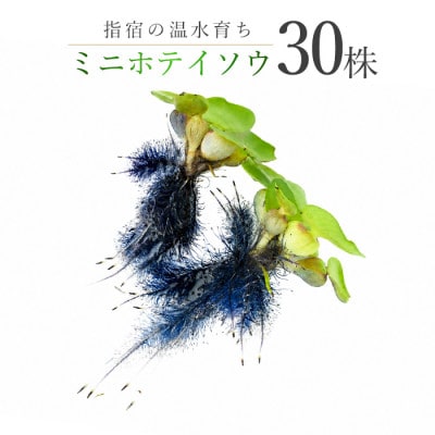 【温水育ち】ミニホテイソウ30株(IB148-008)