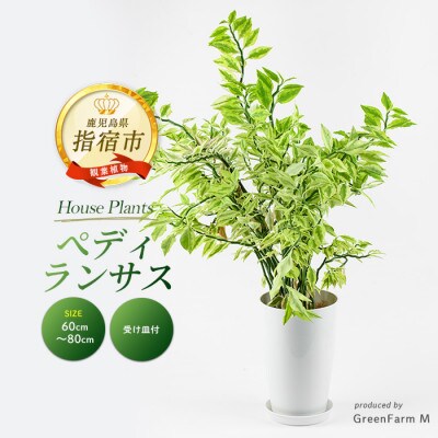【観葉植物】ぺディランサス(ダイギンリュウ) 60cm～80cm(016-1953)
