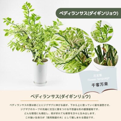 【観葉植物】ぺディランサス(ダイギンリュウ) 60cm～80cm(016-1953)