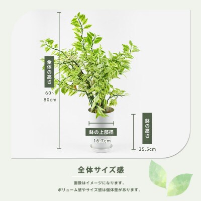 【観葉植物】ぺディランサス(ダイギンリュウ) 60cm～80cm(016-1953)