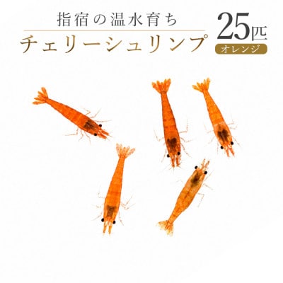 【温水育ち】オレンジチェリーシュリンプ25匹(IB148-006)
