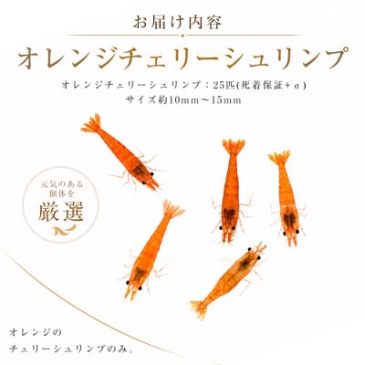 【温水育ち】オレンジチェリーシュリンプ25匹(IB148-006)
