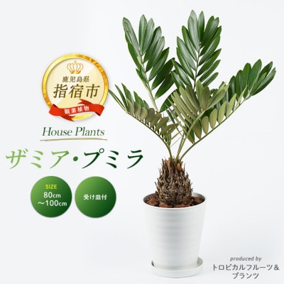 �y�ϗt�A���z �U�~�A�E�v�~��80cm�`100cm �z���C�g��(035-1351)