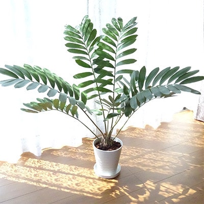 【観葉植物】 ザミア・プミラ80cm～100cm ホワイト鉢(035-1351)
