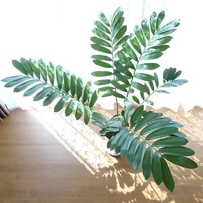 【観葉植物】 ザミア・プミラ80cm～100cm ホワイト鉢(035-1351)