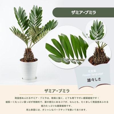 【観葉植物】 ザミア・プミラ80cm～100cm ホワイト鉢(035-1351)