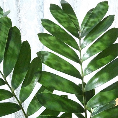 【観葉植物】 ザミア・プミラ80cm～100cm ホワイト鉢(035-1351)