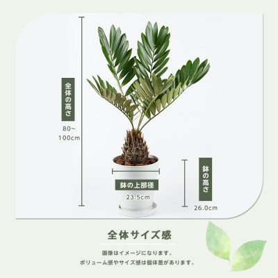 【観葉植物】 ザミア・プミラ80cm～100cm ホワイト鉢(035-1351)