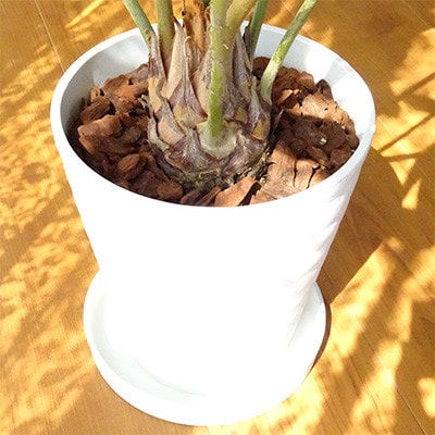 【観葉植物】 ザミア・プミラ80cm～100cm ホワイト鉢(035-1351)
