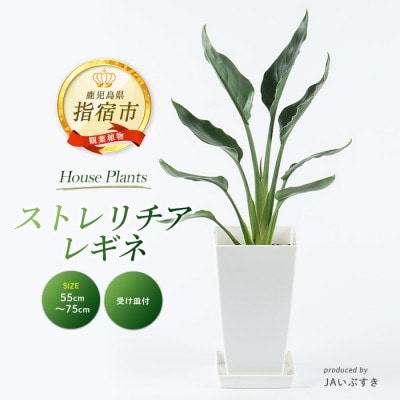 【観葉植物】ストレリチア・レギネ 55cm~75cm(014-2016)